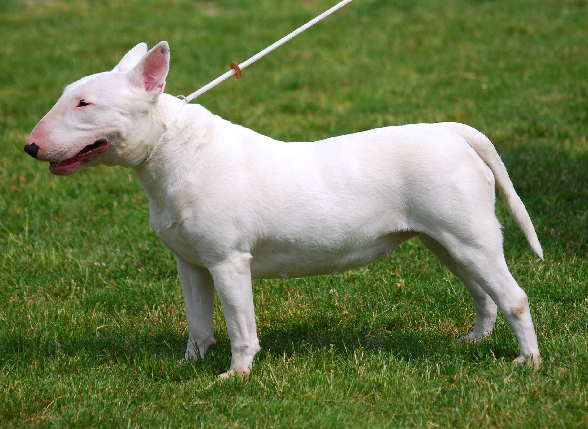 Bull_Terrier_R_01[1].jpg